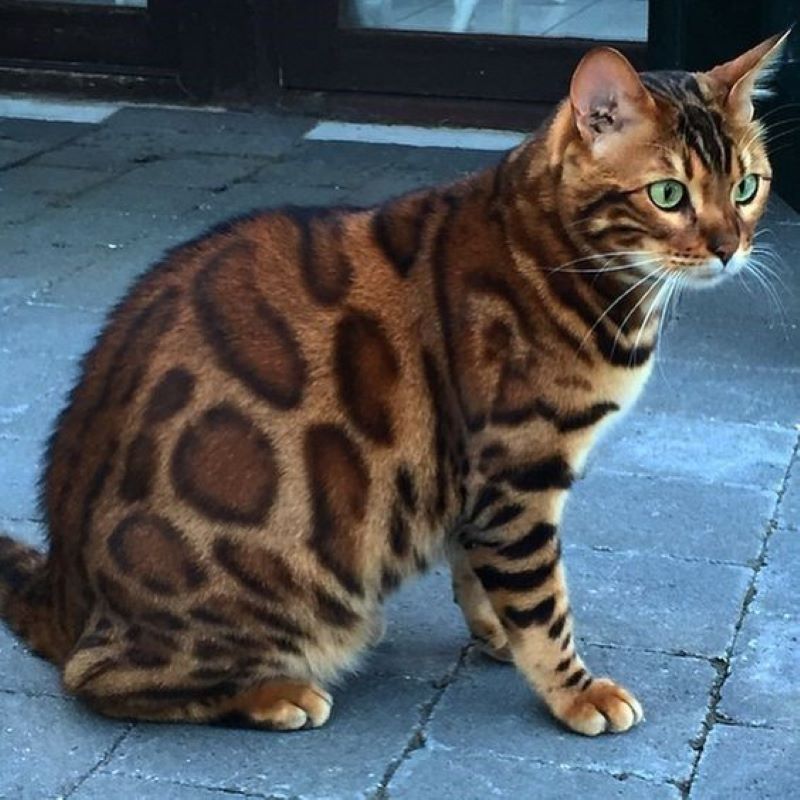 This Cat That Could Be A Leopard