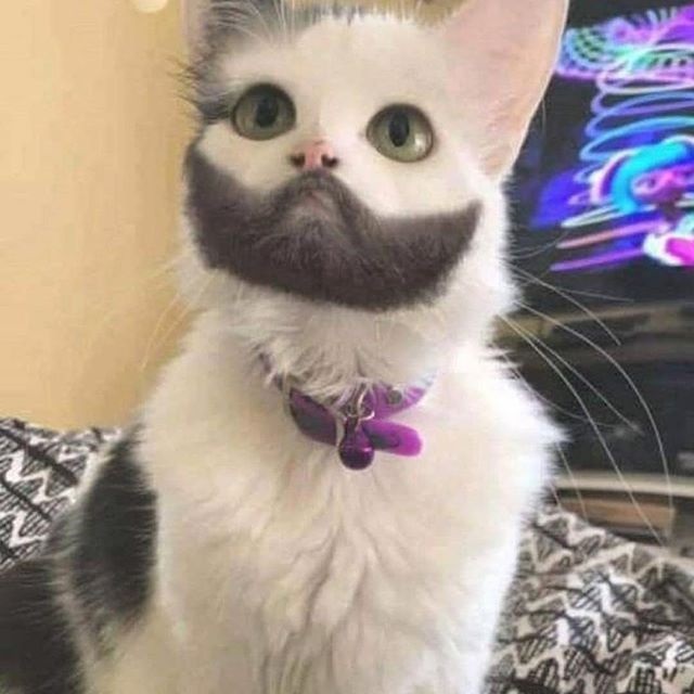 Someone Needs To Teach This Cat How-To Shave