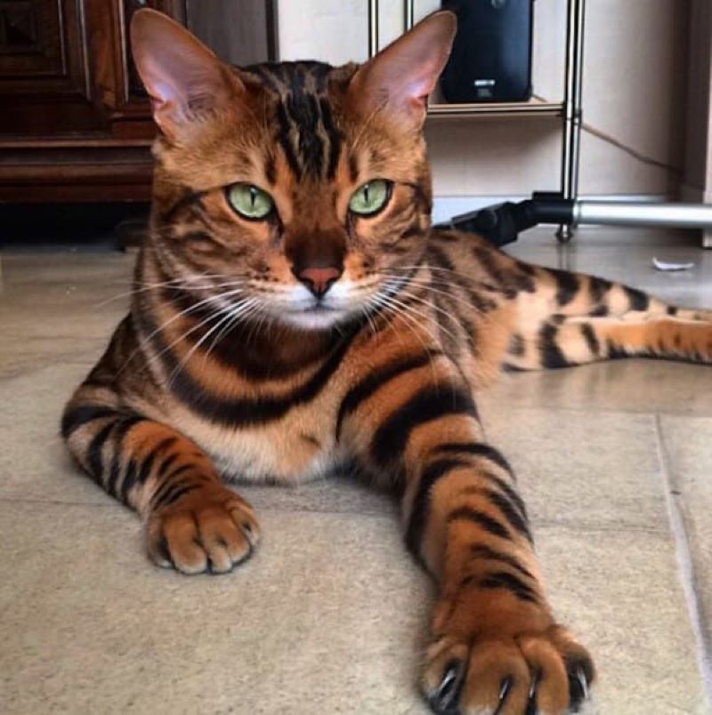 This Cat That Could Be A Tiger
