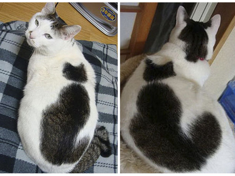 A white cat has a giant black spot on its back that looks like the outline of another cat.
