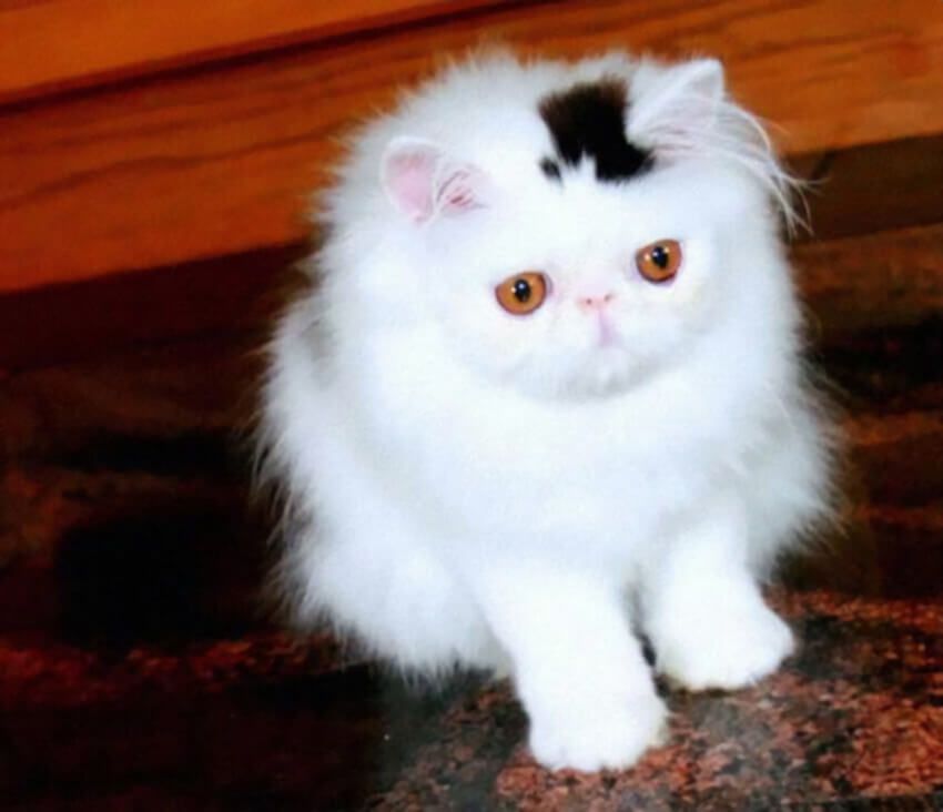 A white cat has a black patch of fur on top of its head in the shape of a top hat.