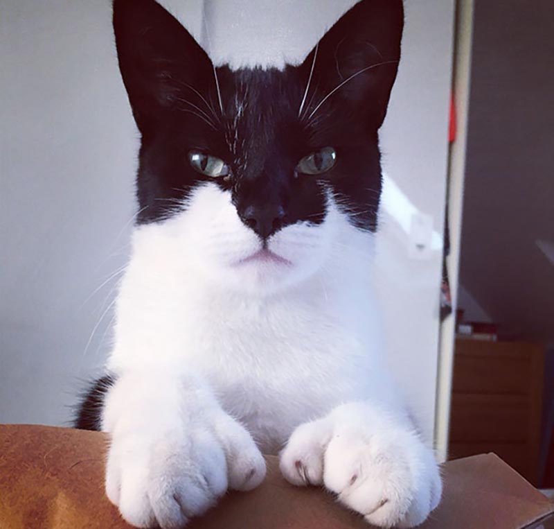 A white cat had black fur covering its ears and half of its face.