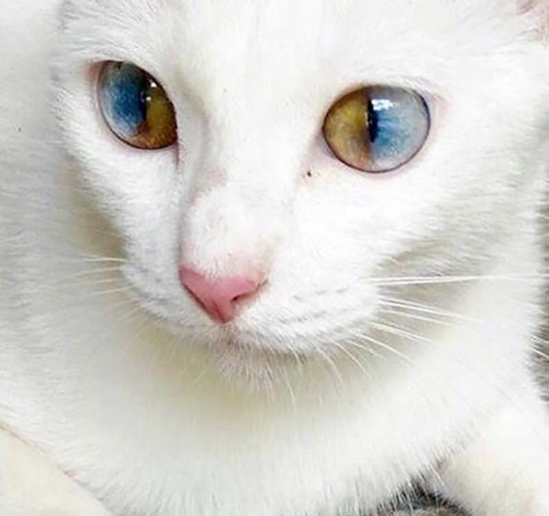 Each eye on the face of a cat is half blue and half hazel.