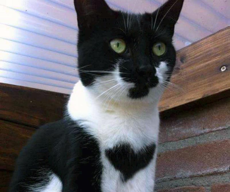 A black and white cat has a heart-shaped patch of black fur on its chest.