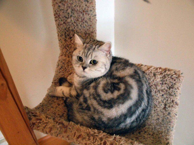 A cat has black and brown fur in the shape of a cinnamon bun.