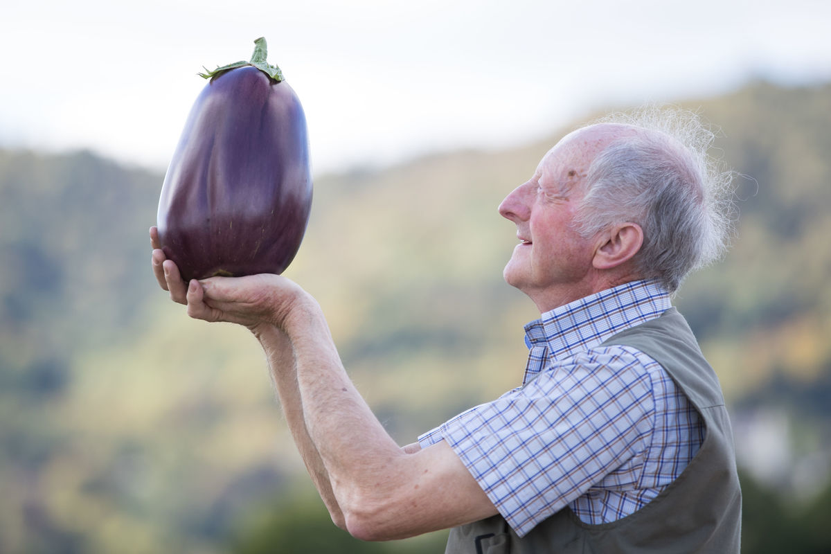 Peter Glazebrook looks at his giant aubergine at the CANNA UK National Giant Vegetables Championship