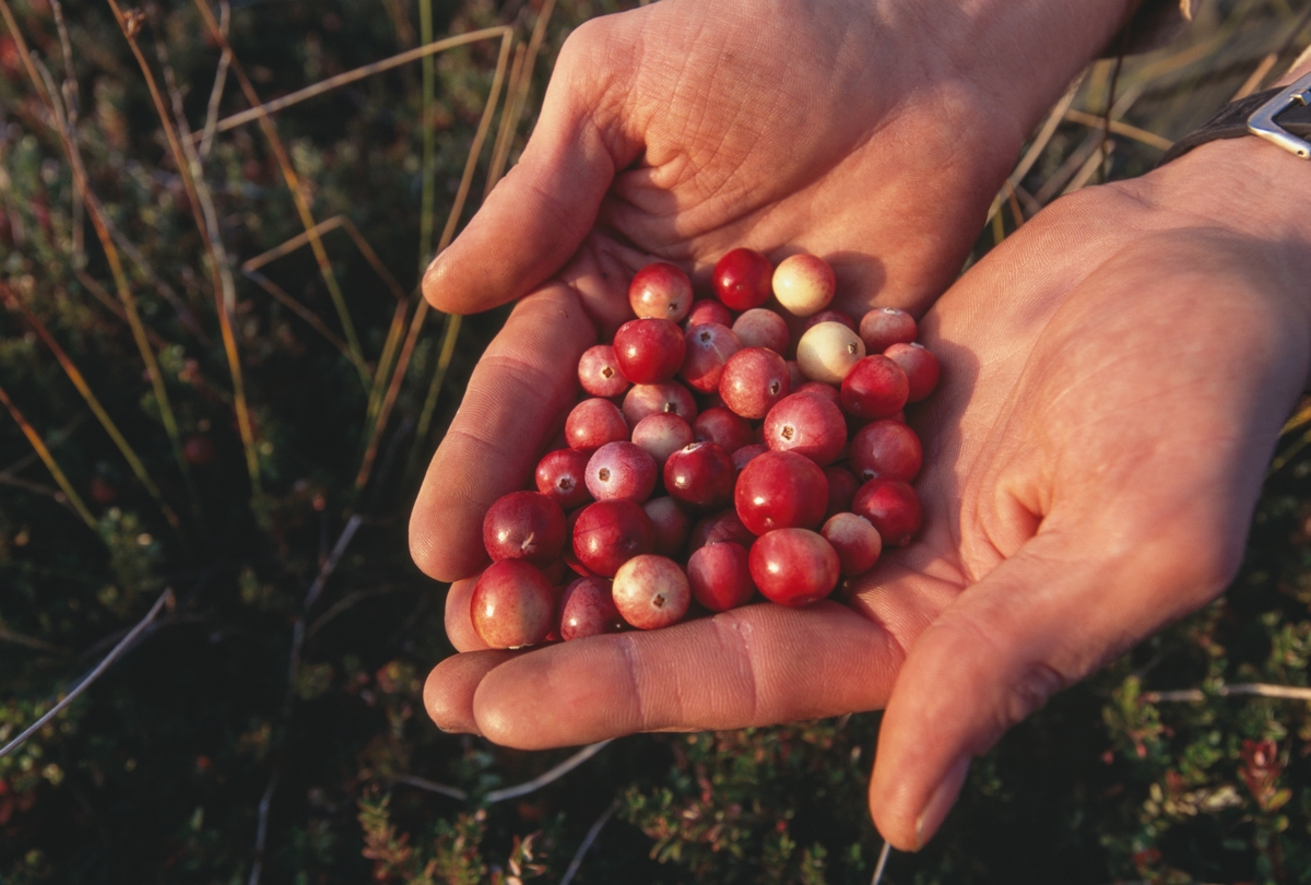 Cranberries help in hands, picked from Massachusetts farm.