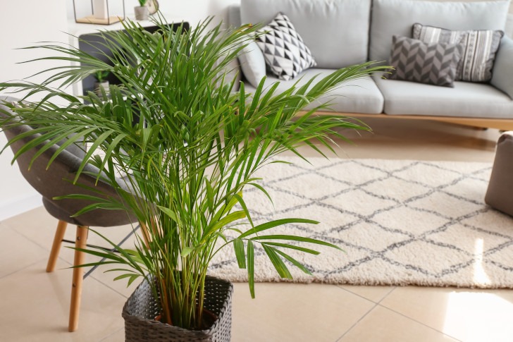 houseplants