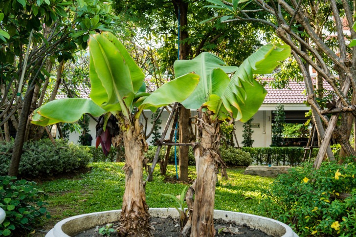 houseplants