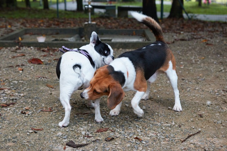 dog