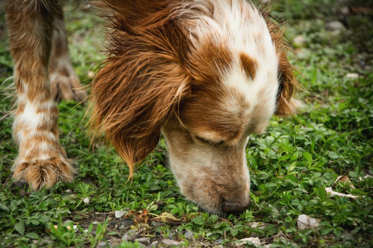 dog