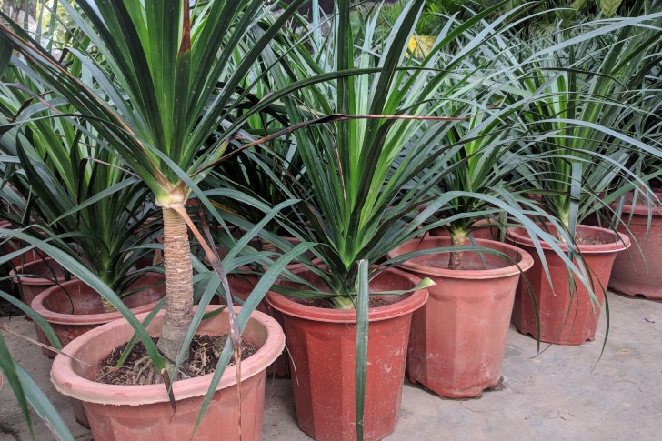 houseplants