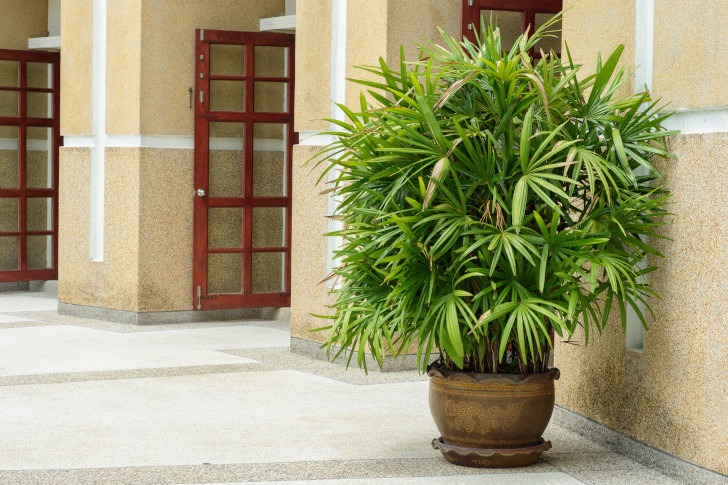 houseplants