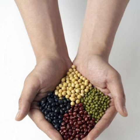 Legumes