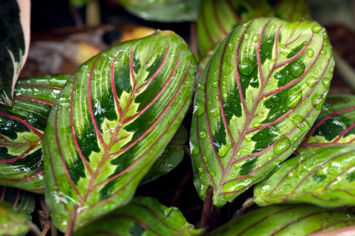 houseplants