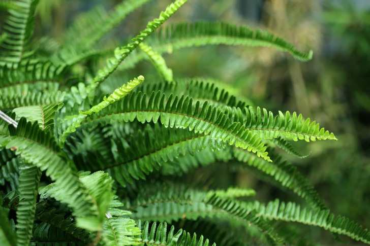 houseplants