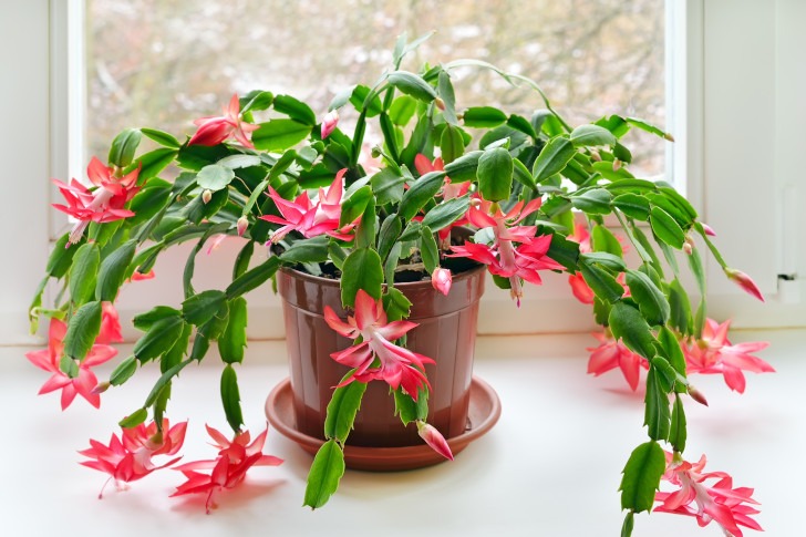 houseplants