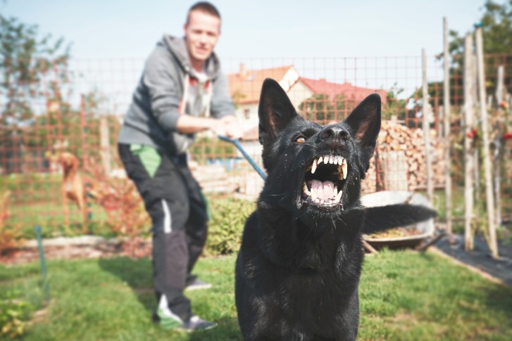 dog