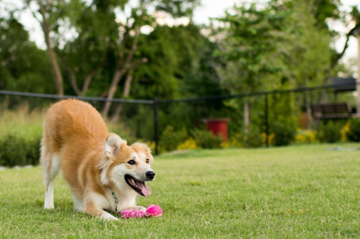 dog