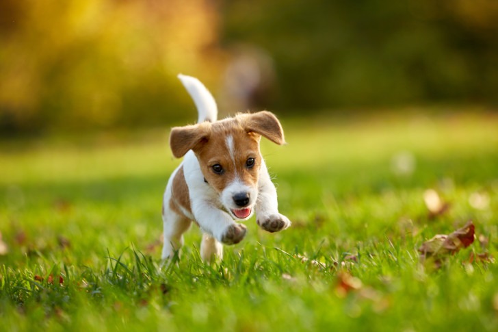 Dog