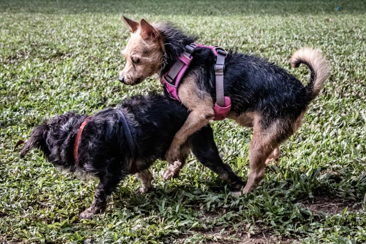 dog