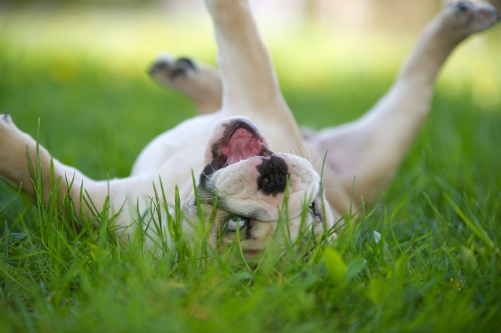 dog