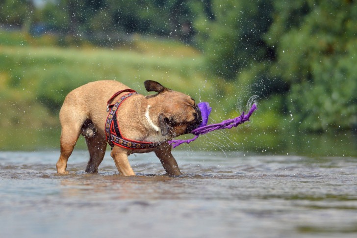 dog