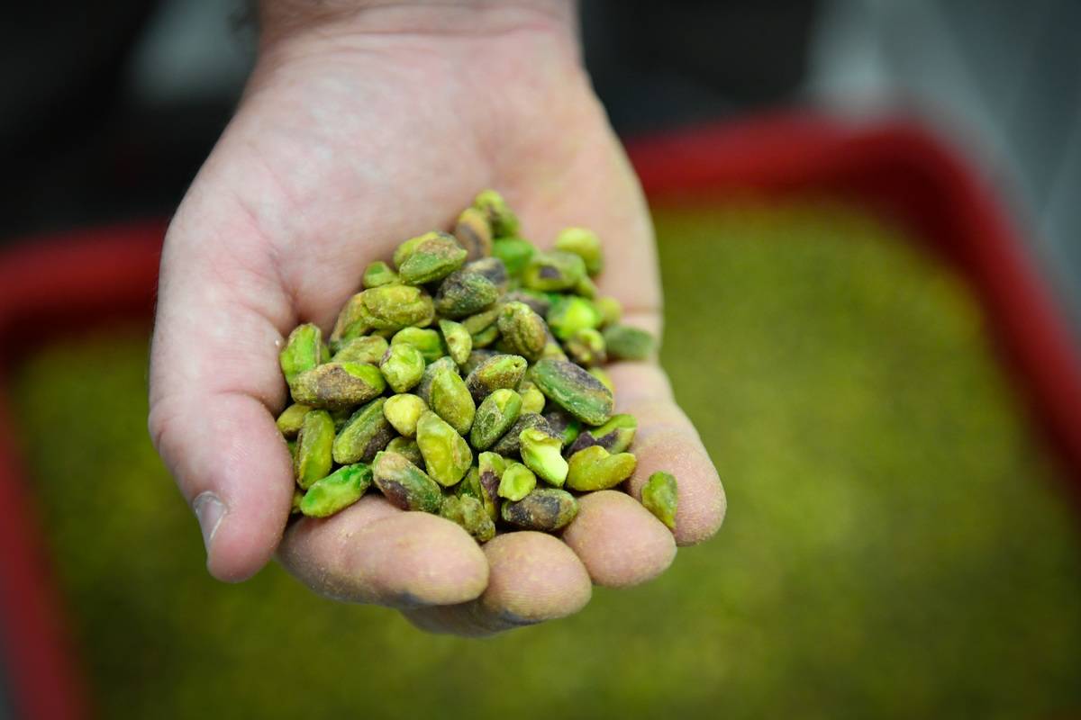 FRANCE-AGRICULTURE-ENVIRONMENT-FOOD-PISTACHIOS