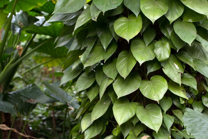 houseplants