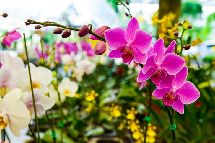houseplants