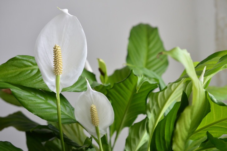 houseplants