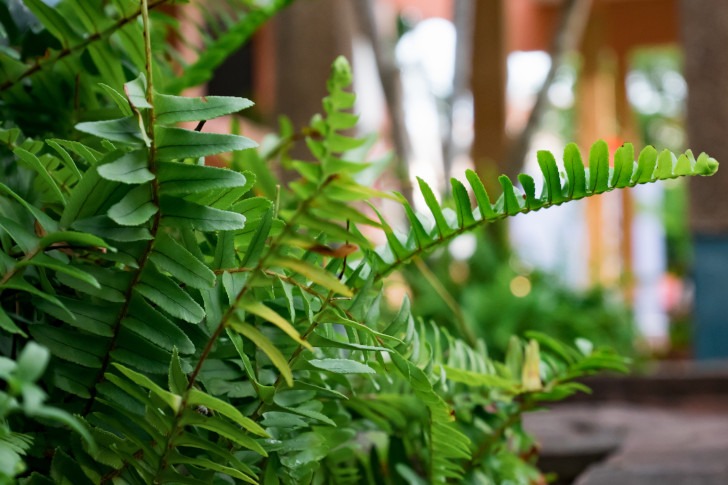 houseplants