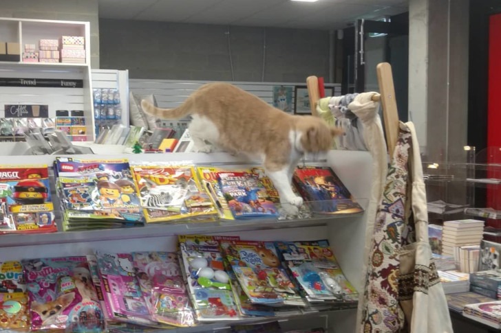 cats