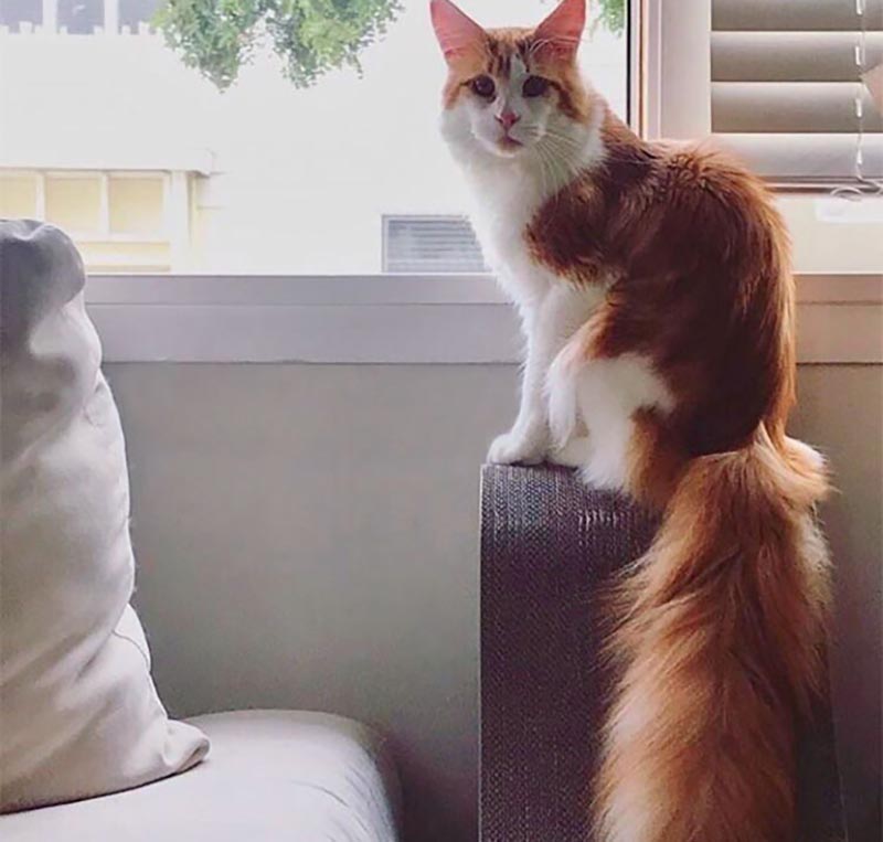 A white cat has orange fur on its back in the shape of a squirrel.