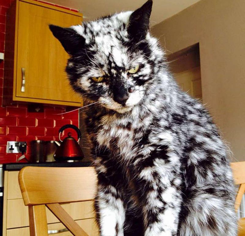A cat with vitiligo looks like a black and white marbel.
