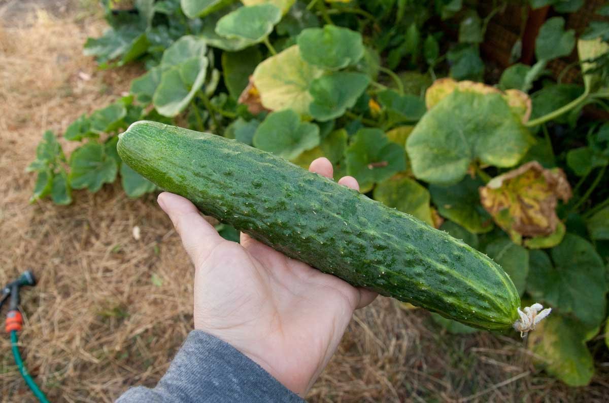 cucumber3