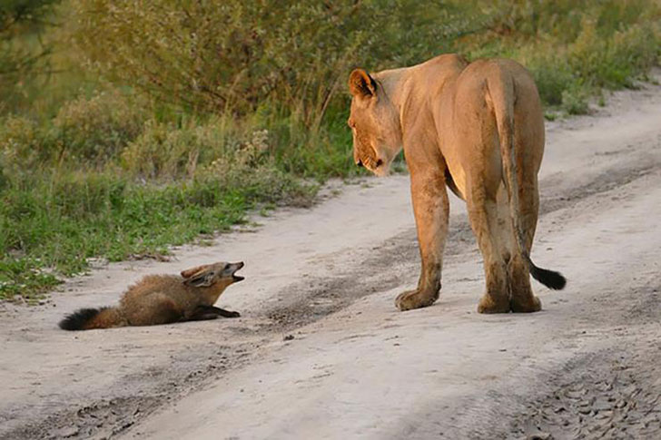 when-a-lion-family-caught-an-injured-fox-the-most-unexpected-just-happened-16-pics-1.jpg