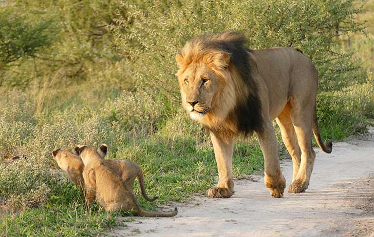 when-a-lion-family-caught-an-injured-fox-the-most-unexpected-just-happened-16-pics-16.jpg