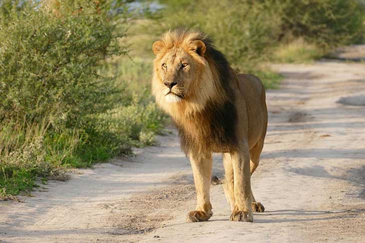 when-a-lion-family-caught-an-injured-fox-the-most-unexpected-just-happened-16-pics-2.jpg