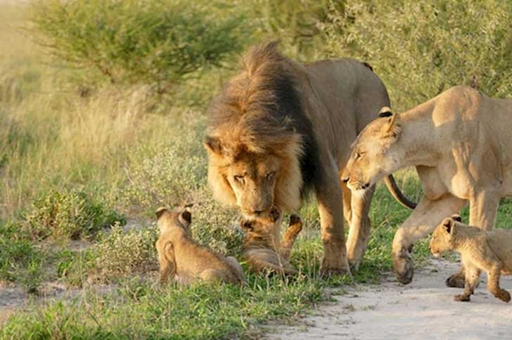 when-a-lion-family-caught-an-injured-fox-the-most-unexpected-just-happened-16-pics-11.jpg