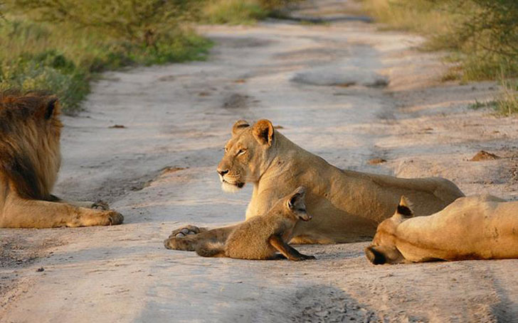 when-a-lion-family-caught-an-injured-fox-the-most-unexpected-just-happened-16-pics-6.jpg