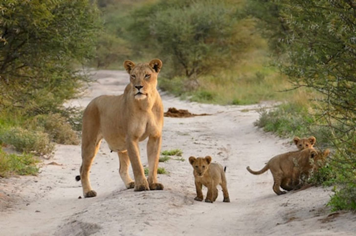 when-a-lion-family-caught-an-injured-fox-the-most-unexpected-just-happened-16-pics-14.jpg