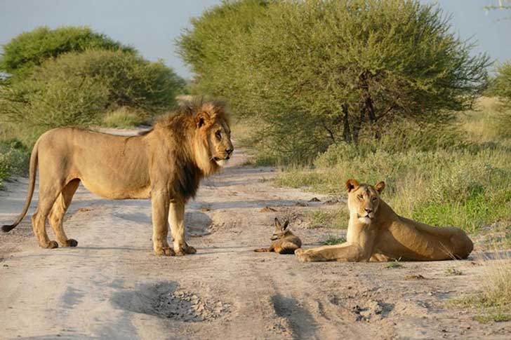 when-a-lion-family-caught-an-injured-fox-the-most-unexpected-just-happened-16-pics-8.jpg