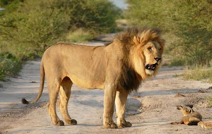 when-a-lion-family-caught-an-injured-fox-the-most-unexpected-just-happened-16-pics-9.jpg