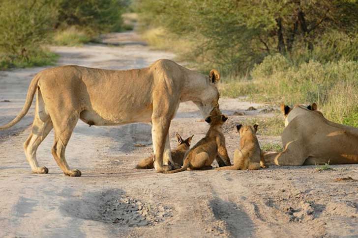 when-a-lion-family-caught-an-injured-fox-the-most-unexpected-just-happened-16-pics-13.jpg