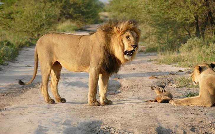 when-a-lion-family-caught-an-injured-fox-the-most-unexpected-just-happened-16-pics-7.jpg