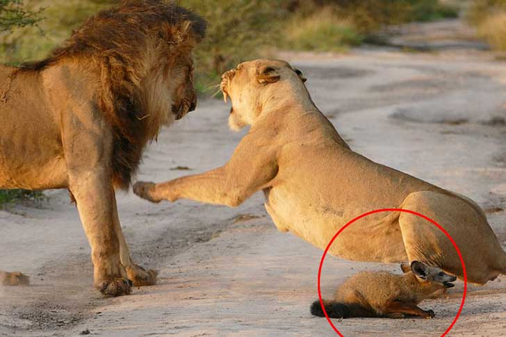 when-a-lion-family-caught-an-injured-fox-the-most-unexpected-just-happened-16-pics-10.jpg