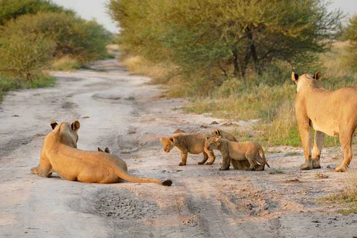 when-a-lion-family-caught-an-injured-fox-the-most-unexpected-just-happened-16-pics-4.jpg