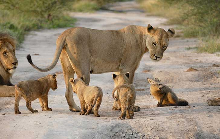 when-a-lion-family-caught-an-injured-fox-the-most-unexpected-just-happened-16-pics-3.jpg