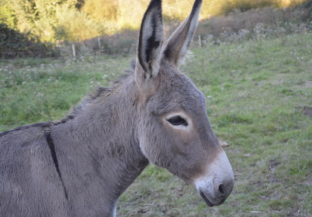 donkey